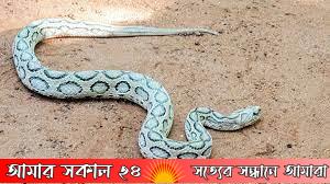 সাপে কাটলে কী করবেন: