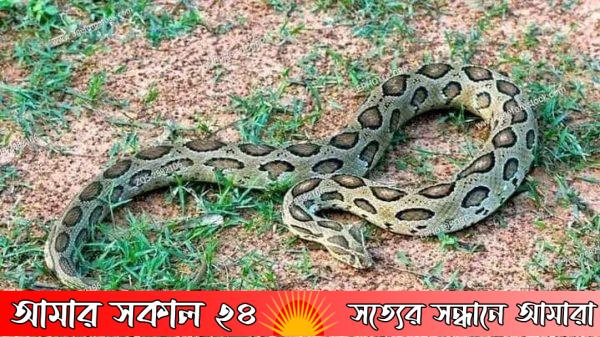 মুন্সীগঞ্জ ও গজারিয়ায় ছড়িয়ে পড়েছে বিষধর সাপ রাসেল ভাইপার