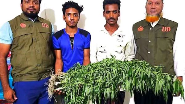 নলছিটিতে ভুট্টা ক্ষেতে গাঁজা চাষ দুই যুবক আটক
