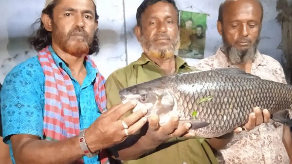 বরশিতে ধরা পড়ল ১২ কেজির কাতল!