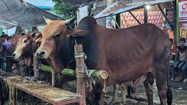 নেছারাবাদে জমজমাট কোরবানীর পশুর হাট
