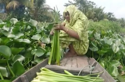 কচুরিপানায় স্বপ্ন বোনে দেউলবাড়ীর হাজারো পরিবার