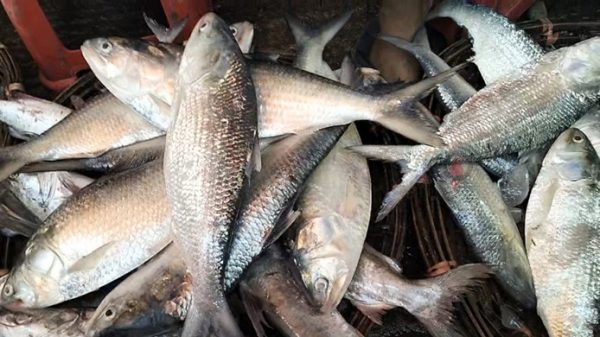 রাজধানীতে হঠাৎ ইলিশের দাম বৃদ্ধি চড়া সবজির বাজারেও ভোগান্তি