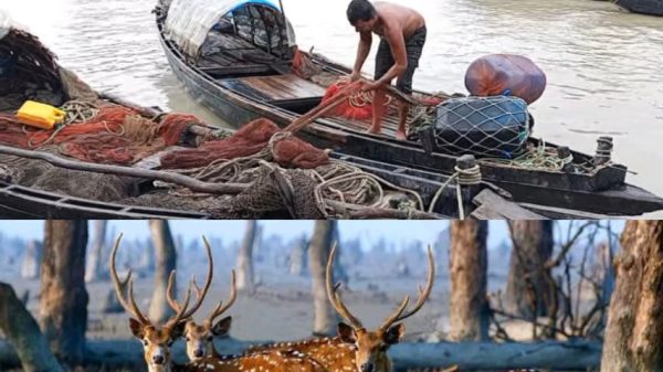 ঋণের বোঝা আর দস্যু আতঙ্ক নিয়ে সুন্দরবনে যাওয়ার প্রস্তুতি মংলার জেলেদের