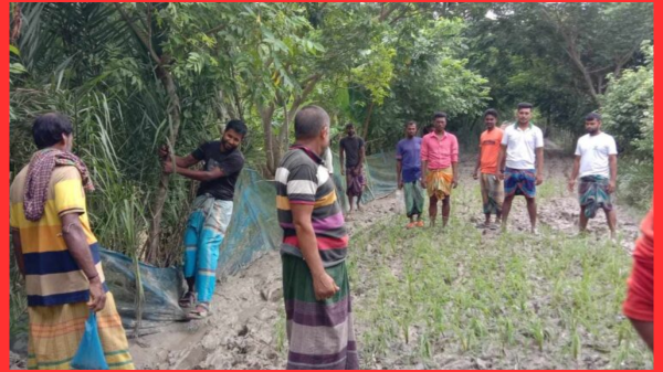 বরগুনায় বেহাল রাস্তায় ধানের চারা রোপণ করে প্রতিবাদ
