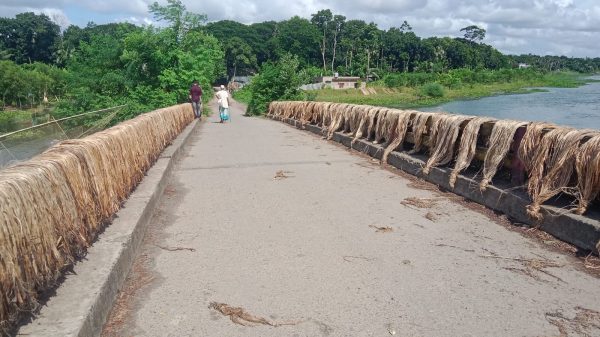 পাট চাষে কৃষকের নতুন আশার আলো