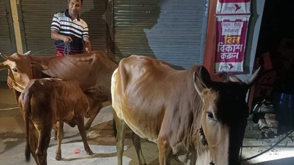 রাজু কসাইসহ তিন গরু চোর গ্রেফতার পালালো আরেকজন