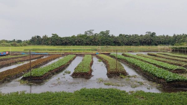 ভাসমান বেডে সবজি চাষে জীবিকা নির্বাহ করছে হাজারো পরিবার