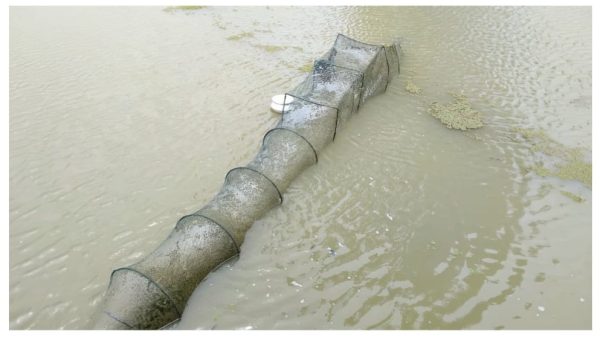 রক্তদহ বিলে নিষিদ্ধ চায়না দুয়ারি জালে অবাধে মাছ শিকার