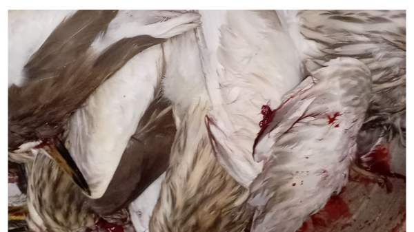 হবিগঞ্জ অতিথি পাখি শিকার নিধনে পরিবেশপ্রেমীদের উদ্বেগ