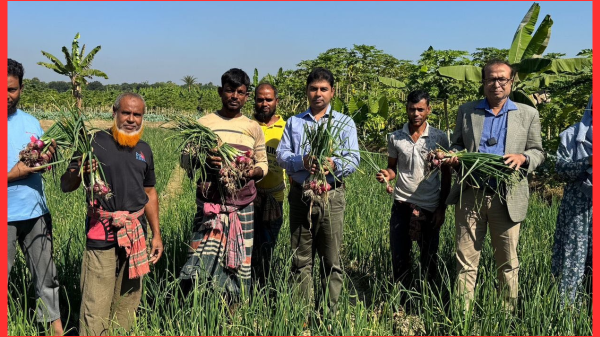 ঝিকরগাছায় গ্রীস্মকালীন পেঁয়াজের বাম্পার ফলন