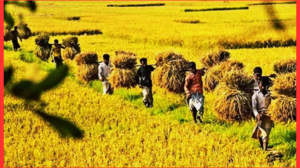 বাম্পার ফলনে খুশি আমন কৃষকরা
