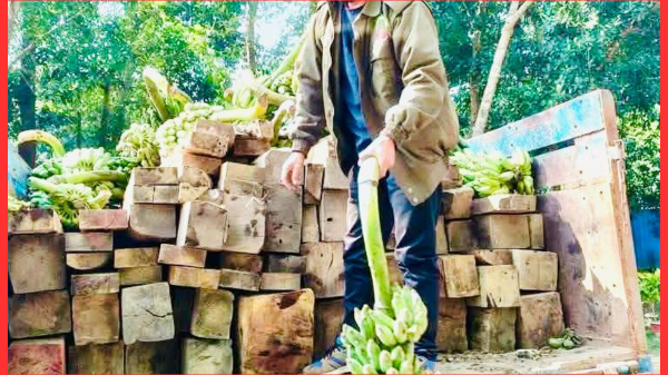 বান্দরবানে কাঠ পাচারের নতুন কৌশল, জড়িত বন বিভাগের কিছু অসাধু কর্মকর্তা