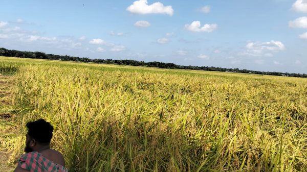 সারের দাম বৃদ্ধিতে দুশ্চিন্তায় সালথার কৃষকরা