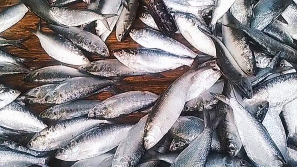 কুয়াকাটায় ৫০ কেজি জাটকা ইলিশ এতিমখানায় বিতরণ