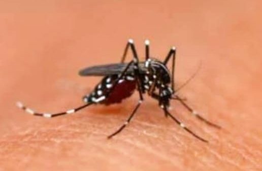 ডিসেম্বর পর্যন্ত ডেঙ্গুর তাণ্ডবের আশঙ্কা