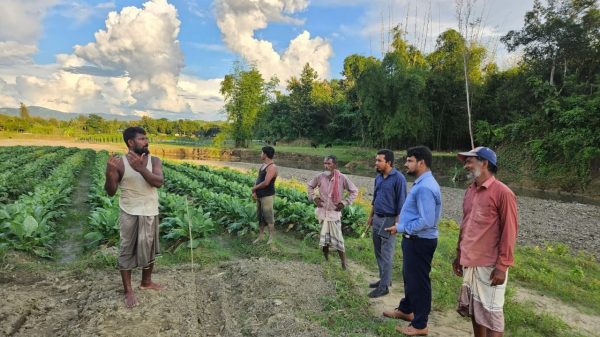 আলীকদমে নদীর তীরে তামাক চাষে প্রশাসনের কঠোর নিষেধাজ্ঞা