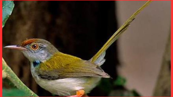 বিলুপ্তপ্রায় নিপুণ বাসা–কারিগর পাখি টুনটুনি