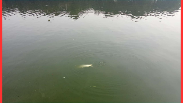 নওগাঁর আত্রাইয়ে বিষ প্রয়োগে পুকুরের মাছ নিধনের অভিযোগ