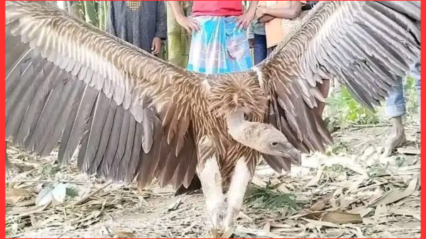 কুড়িগ্রামের ফুলবাড়ীতে বিরল প্রজাতির শকুন উদ্ধার, দেখতে মানুষের ভিড়