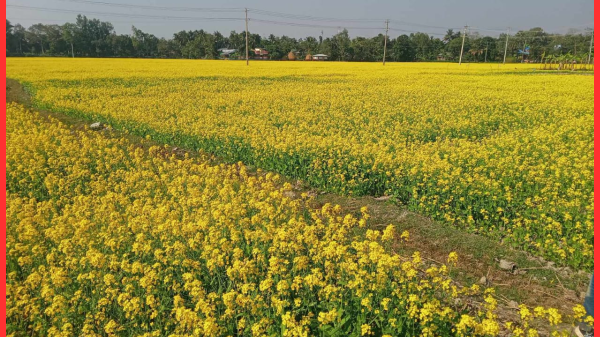 আত্রাইয়ের কচুয়া বিলে শরিষা ফুলের হলুদ সমারোহ”