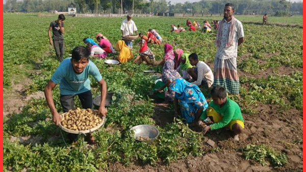 কিশোরগঞ্জে আলুর দাম ৫ টাকা, কৃষকরা চরম সমস্যায়