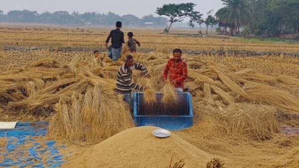 সাতক্ষীরার উপকূলে লবণসহিষ্ণু ধানে বাম্পার ফলন