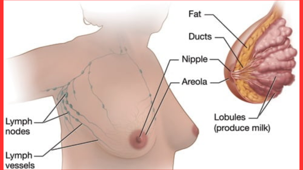 কিভাবে প্রাকৃতিকভাবে 7 দিনে ঘরে স্তনের আকার বাড়াবেন?