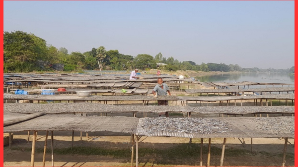 নওগাঁর আত্রাইয়ে শুঁটকি ব্যবসা জমে উঠেছে