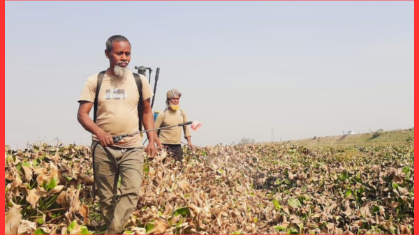 চলনবিলে কচুরিপানার আগ্রাসনে অনিশ্চয়তায় ৫ হাজার হেক্টর বোরো চাষ