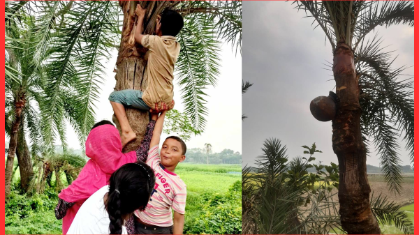 শীতকালে খেজুর গুড়ের দেশে ঘুরে আসুন