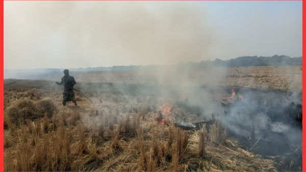 চরমোন্তাজে আগুনে পুড়ল খড়—বসতবাড়ি রক্ষা পেল অল্পের জন্য