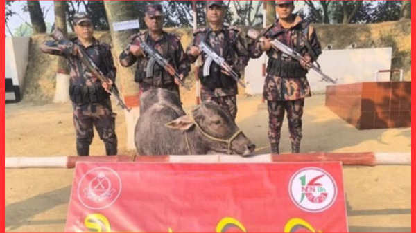 বিজিবি টহলে ভারতের গরু আটক