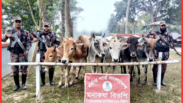 পৃথক অভিযানে ১৬টি ভারতীয় গরু জব্দ করেছে ৫৩ বিজিবি