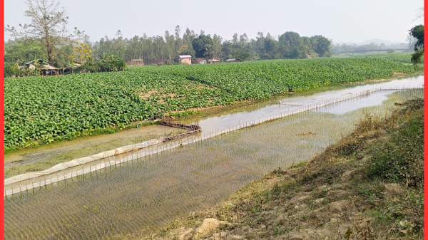 নদীর ৫০ ফুটের মধ্যে তামাক চাষ — প্রশাসনের নজরদারির ঘাটতির অভিযোগ