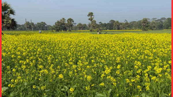 সরিষার বাম্পার ফলনের আশায় শিবচরের কৃষকরা