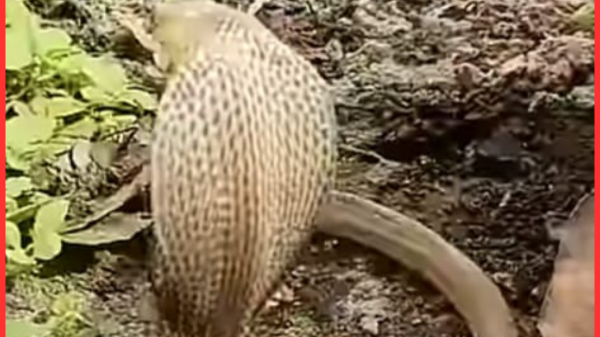 নওগাঁয় ঝাড়ফুঁকের নামে সাপের কামড়ে প্রতিবন্ধী যুবকের মৃত্যু