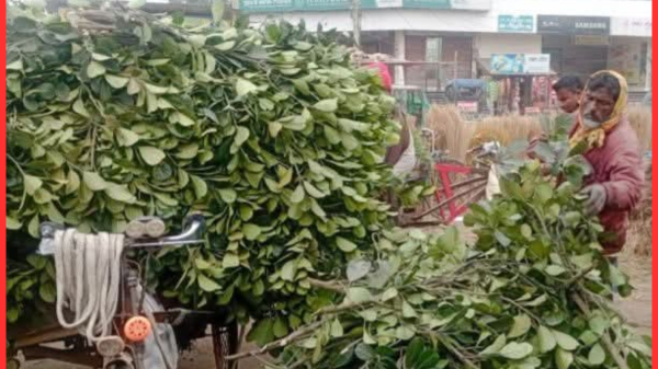 দিনাজপুরে কাঁঠাল পাতার ব্যবসা থেকে জীবিকা নির্বাহ করছেন স্থানীয়রা