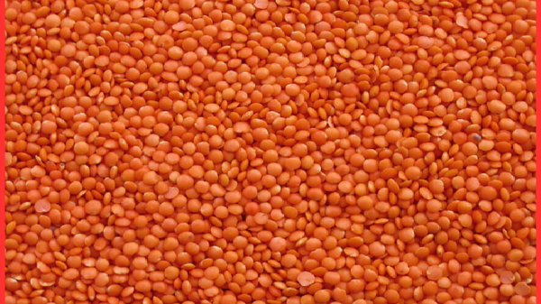 “জগন্নাথ জকসু: শিবিরের অভিযোগে ছাত্রদলের সন্ত্রাস”