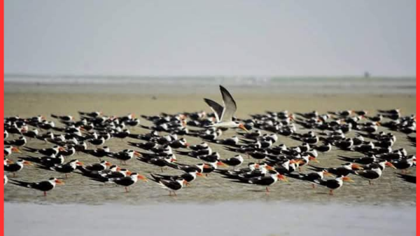 শীতে ডানার উৎসব: অতিথি পাখি ভরিয়ে দেয় নিঝুম দ্বীপ মোঃ আরিফ হোসেন, স্টাফ রিপোর্টার নোয়াখালীর হাতিয়ার উপজেলার নিঝুম দ্বীপ শীতকালে এক জীবন্ত দৃশ্যে রূপান্তরিত হয়। অক্টোবর থেকে মার্চ পর্যন্ত সুদূর সাইবেরিয়া, মধ্য এশিয়া, ইউরোপ ও হিমালয় অঞ্চল থেকে হাজার হাজার অতিথি পাখি এখানে এসে আশ্রয় নেয়। পাখিরা খাল, বিল ও চরজুড়ে ডানা ঝাপটায়, বিশ্রাম নেয় এবং খাবার খোঁজে। পাতিহাঁস, নীলশির, সরালি, লেঞ্জা, বাটান, পানকৌড়ি ও গাংচিলের দল এখানে দেখা যায়। বিশেষজ্ঞরা বলেন, শীতে উত্তরের দেশগুলোতে তাপমাত্রা কমে যাওয়ায় পাখিরা উষ্ণ ও নিরাপদ আবাসস্থলের জন্য দক্ষিণ এশিয়ায় আসে। পর্যটক ও আলোকচিত্রীরা ভোরের আলোয় নদীর বুকে পাখির উড়াল ও চরাঞ্চলের কলতান উপভোগ করেন। তবে শিকার ও আবাসস্থল ধ্বংস হলে এই প্রাকৃতিক উৎসব থেমে যেতে পারে। বন বিভাগের কর্মকর্তারা পাখি সংরক্ষণে সচেতনতা ও নজরদারি বাড়ানোর পরামর্শ দিচ্ছেন। মার্চ-এপ্রিলের মধ্যে অতিথি পাখিরা তাদের নিজ নিজ দেশে ফিরে যায়। নিঝুম দ্বীপ তখন শান্ত নীরবতায় ভরে ওঠে, কিন্তু রেখে যায় শীতের সকালের ডানার উৎসবের স্মৃতি।