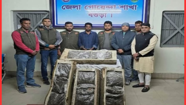 বগুড়ায় গাছের গুড়ির মধ্যে ৩৬ কেজি গাঁজা উদ্ধার, এক কারবারি গ্রেফতার