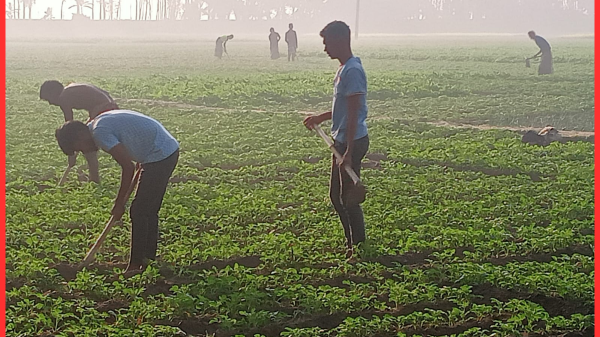 নওগাঁর আত্রাইয়ে অধিক লাভের আশায় আলুচাষে ব্যস্ত কৃষক মোঃ আব্দুস ছালাম, আত্রাই (নওগাঁ) প্রতিনিধি নওগাঁর আত্রাই উপজেলায় আগাম জাতের আমন ধান কাটা-মাড়াই শেষ হতেই কৃষকরা আলু লাগাতে ব্যস্ত সময় পার করছেন। মাঠজুড়ে চলছে সেচ দেওয়া, টপ ড্রেসিং, নিড়ানি দেওয়া থেকে শুরু করে সার–কীটনাশক প্রয়োগ—চাষিদের যেন দম ফেলারও সময় নেই। চলতি মৌসুমে আবহাওয়া অনুকূলে থাকায় এ বছর পোকা–মাকড়, ভাইরাস ও ব্যাকটেরিয়ার আক্রমণ নেই বললেই চলে। ফলে কৃষকরা বাম্পার ফলনের আশা করছেন। সংশ্লিষ্টদের ধারণা, আগামী ২০-২২ দিনের মধ্যেই আগাম জাতের আলু বাজারে উঠতে শুরু করবে। উপজেলা কৃষি সম্প্রসারণ অধিদপ্তরের তথ্য অনুযায়ী, আগাম আমন ধান কাটার পর কৃষকরা জমি ফেলে রাখছেন না। কৃষি বিভাগের পরামর্শ ও সহযোগিতায় প্রান্তিক জমিগুলোর অনেকটিতেই এখন আলুচাষ হচ্ছে—যা এলাকায় কৃষি উৎপাদনে এক ধরনের ‘বিপ্লব’ সৃষ্টি করেছে। উপজেলার বিভিন্ন গ্রামের মাঠে আলু রোপণের কাজ পুরোদমে চলছে। কৃষি বিভাগের কর্মকর্তারা জানিয়েছেন, বিঘাপ্রতি আলু ফলন ৬০-৭০ মণ পর্যন্ত হতে পারে। আর এক বিঘা জমি চাষে খরচ হয় প্রায় ১৩-১৫ হাজার টাকা। বান্দাইখাড়া গ্রামের আলুচাষি মোঃ মুনজুর রহমান বলেন, “এ বছর আড়াই বিঘা জমিতে আলু লাগিয়েছি। আবহাওয়া ভালো থাকলে ফলনও ভালো হবে বলে আশা করছি।” সুটকিগাছা গ্রামের মোঃ আব্দুর রাজ্জাক জানান, গত বছর দুই বিঘা আলুচাষ করে ২৮ হাজার টাকা লাভ করেন তিনি। এবার বেশি লাভের আশায় চার বিঘা জমিতে আলু চাষ করেছেন। তিনি আরও বলেন, “হিমাগার থেকে আনা বীজের গুণগত মান অনেক ভালো, ফলে ফলনও ভালো হবে।” উপজেলায় উচ্চ ফলনশীল (উফশী), ষাটাল ও স্থানীয় জাতের আলুচাষ হচ্ছে। কৃষি বিভাগের আশা—এ বছর লক্ষ্যমাত্রার চেয়েও বেশি জমিতে আলুচাষ হবে। চলতি মৌসুমে আবহাওয়াসহ সবকিছুই আলুচাষের অনুকূলে থাকায় কৃষকদের মুখে এখন আশাবাদের হাসি। নওগাঁর আত্রাইয়ে অধিক লাভের আশায় আলুচাষে ব্যস্ত কৃষক