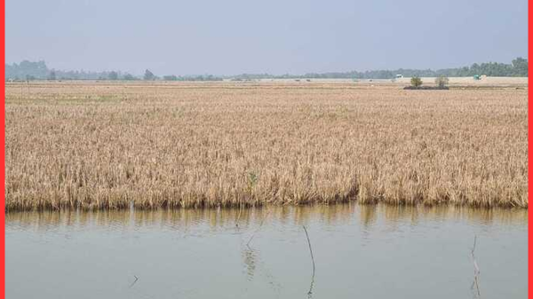 তোতার দ্বীয়া দখলকে কেন্দ্র করে সংঘাত: সীমান্তে বাড়ছে গুলির শব্দ, আতঙ্কে বাংলাদেশি নাগরিক