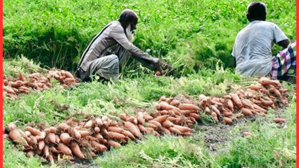১২ গ্রামে গাজর উৎপাদনে রেকর্ড — মান্দার মাঠজুড়ে কমলার সমাহার