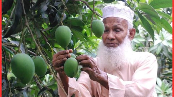 রংপুরের হাড়িভাঙ্গা আমের উদ্ভাবক আব্দুস সালাম সরকার আর নেই