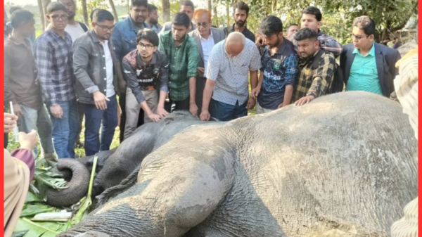 সিলেটে বিয়েতে এসে হাতি খাদে, উদ্ধার করল ফায়ার সার্ভিস
