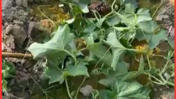 ঝিকরগাছায় রাতের আঁধারে কৃষকের আড়াই বিঘা শসা ক্ষেত সাবাড়, দিশেহারা মোহর আলী