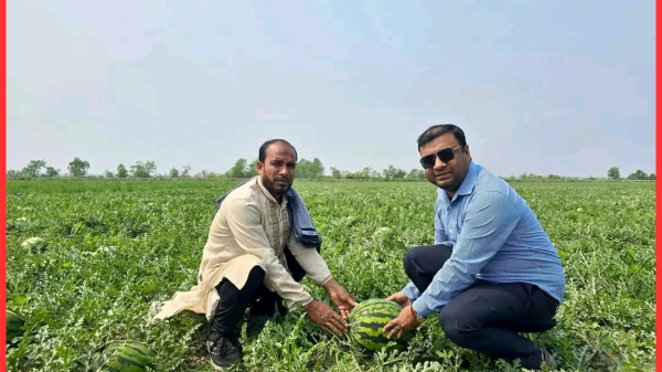 তরমুজ চাষে সফলতা, আমতলীর চরে নতুন সম্ভাবনা