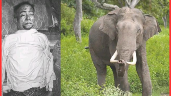 বান্দরবানে বন্য হাতির আক্রমণে কৃষকের মৃত্যু