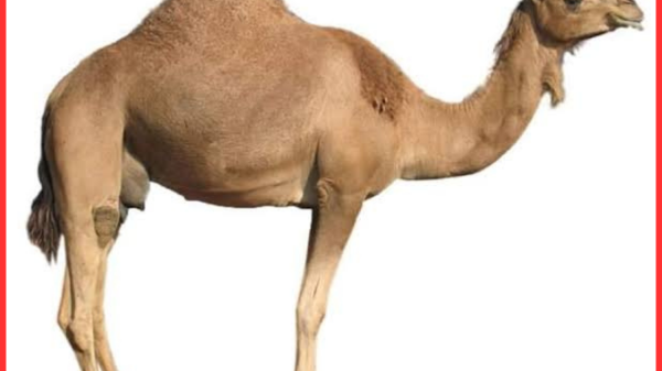 ঈদকে সামনে রেখে গোপালগঞ্জে ‘রাজকীয় উটের মাংস’ বিক্রির ঘোষণা